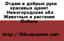 Отдам в добрые руки красивых щенят - Нижегородская обл. Животные и растения » Собаки   